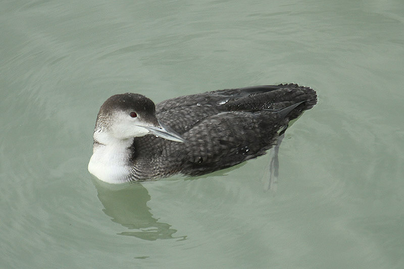 Great Northern Diver by Mick Dryden