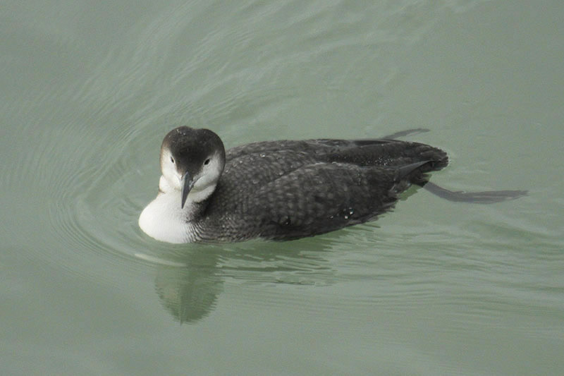 Great Northern Diver by Mick Dryden