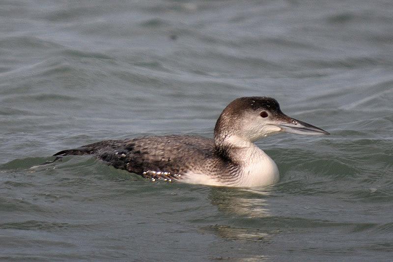 Great Northern Diver by Romano da Costa
