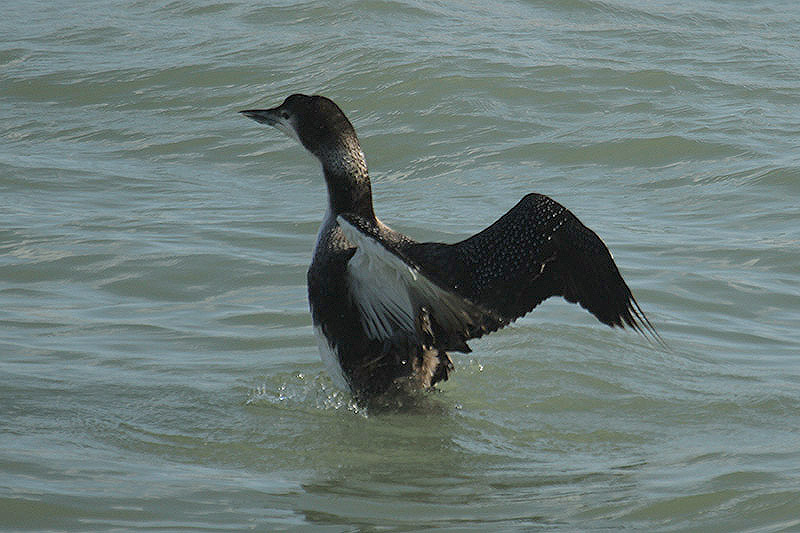 Great Northern Diver by Mick Dryden