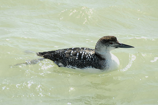 Great Northern Diver by Romano da Costa