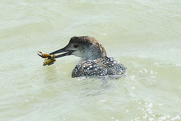 Great Northern Diver by Romano da Costa