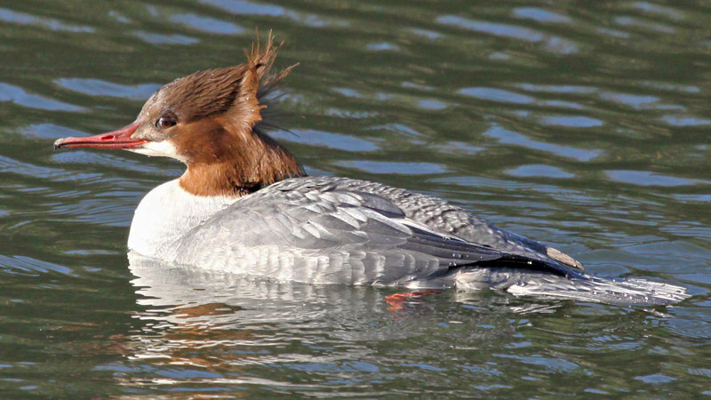 Goosander by Tim Ransom