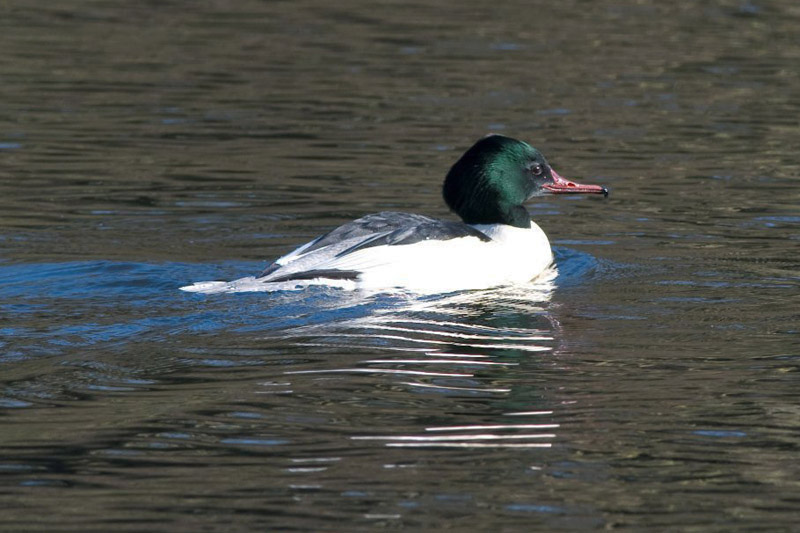 Goosander by Trevor Biddle