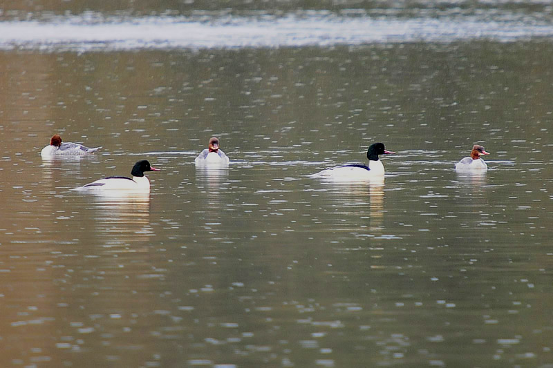 Goosanders by Romano da Costa