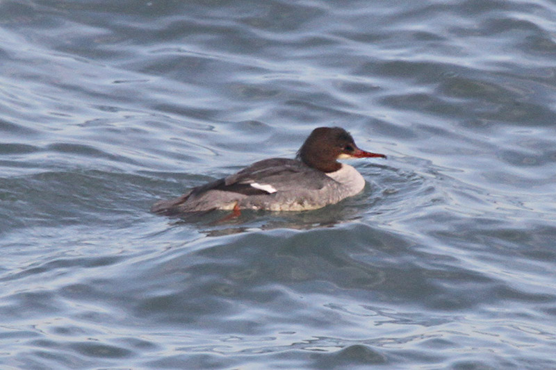 Goosander by Chris Riley