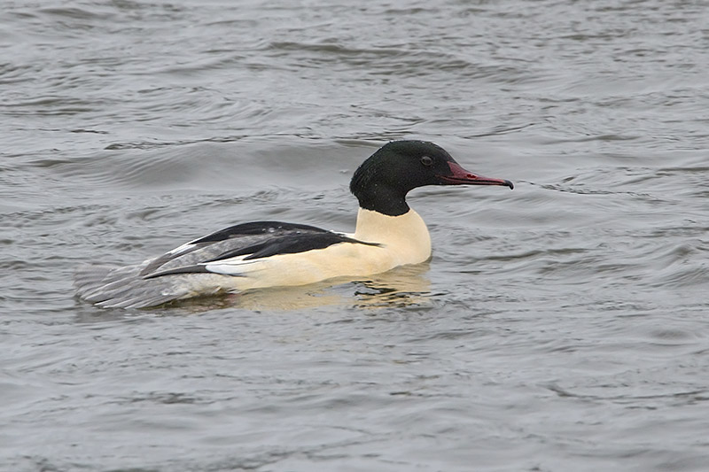 Goosander by Romano da Costa