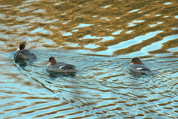 Goosanders by Andrew Koester