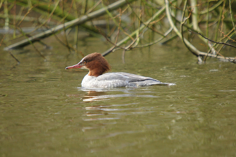 Goosander by Romano da Costa