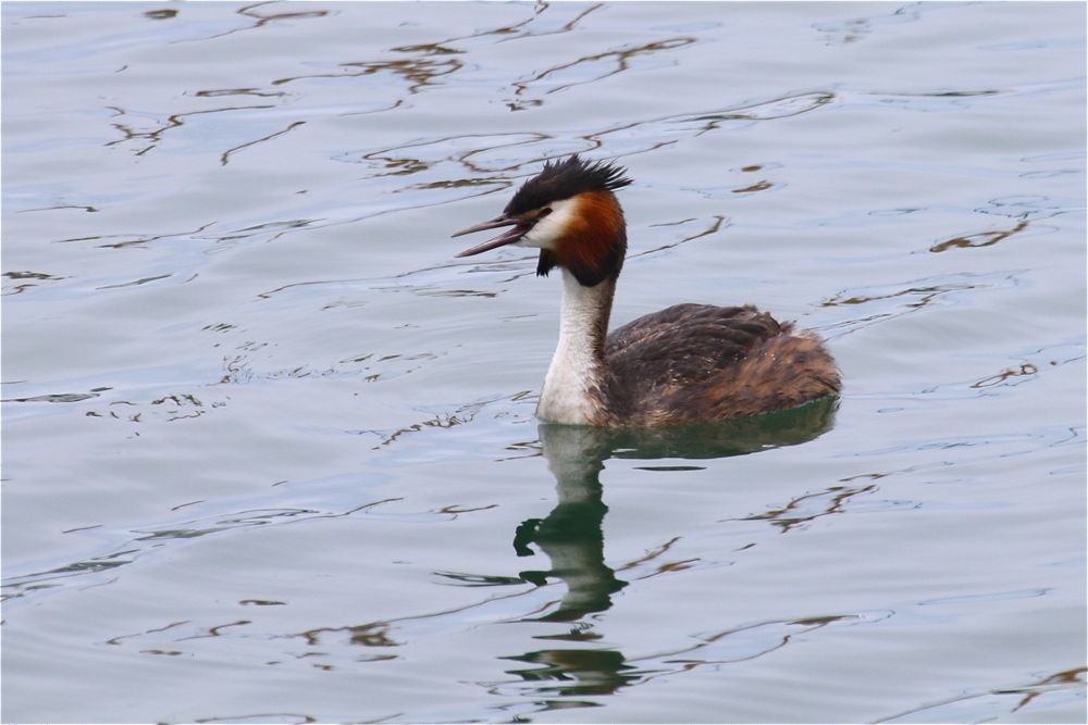Great-crested Grebe by Tony Paintin