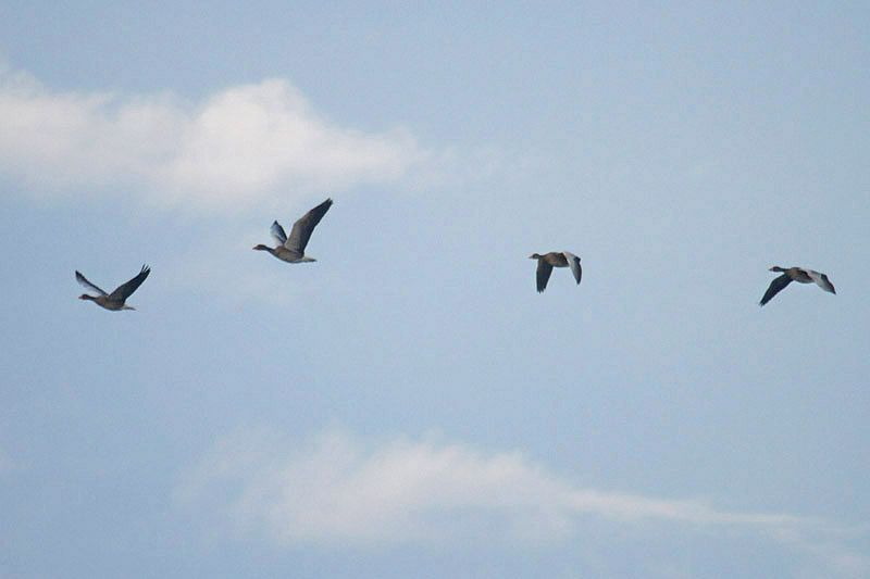 Greylag Geese by Mick Dryden