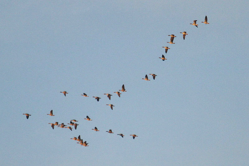 Greylag Geese by Mick Dryden