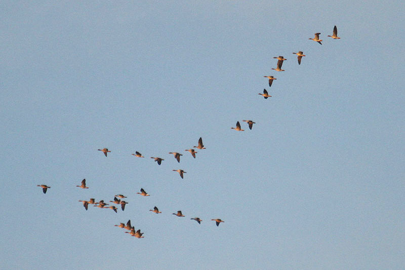 Greylag Geese by Mick Dryden