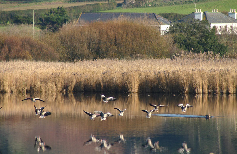 Greylag Geese by Mick Dryden