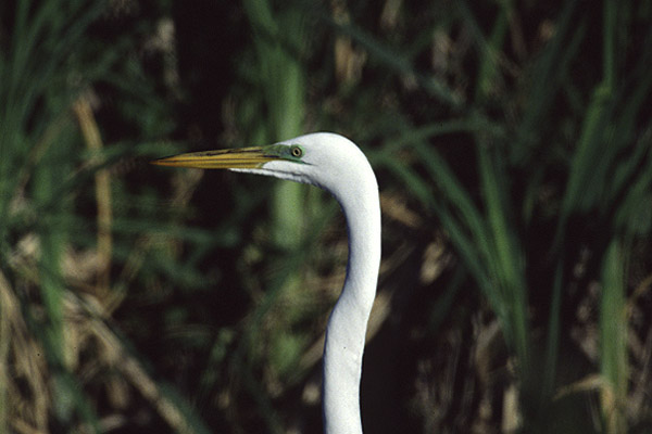 Great Egret by Mick Dryden