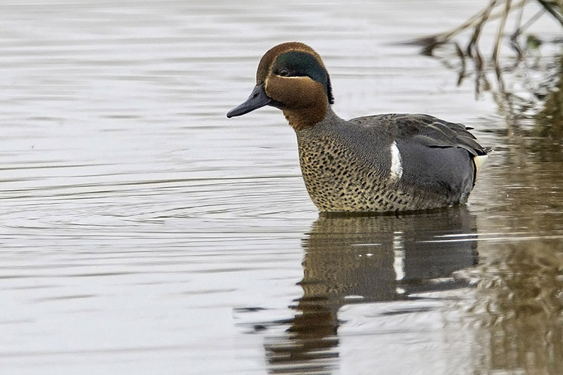 Green winged Teal by Romano da Costa