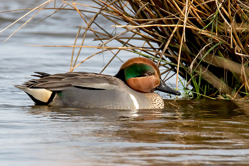 Green winged Teal by Romano da Costa