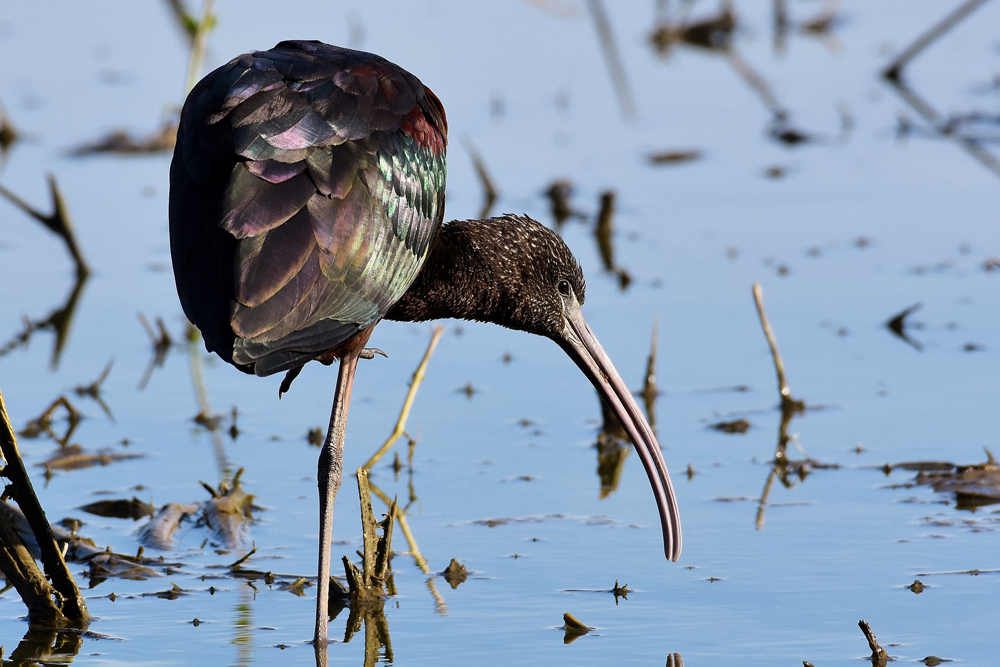 Glossy Ibis by Alan Gicquel