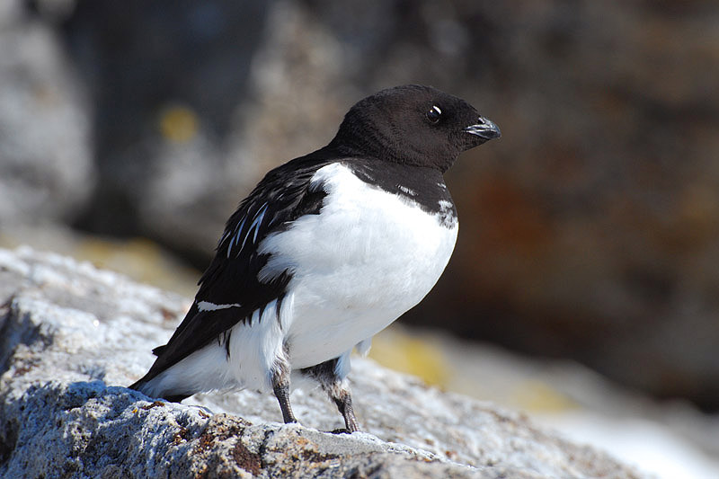 Little Auk by Bob Schmedlin