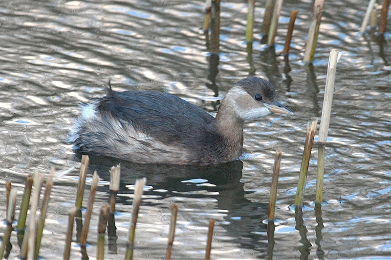 Little Grebe by Tony Paintin