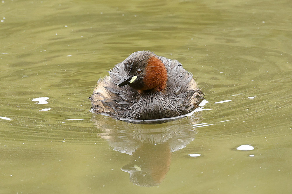 Little Grebe by Mick Dryden