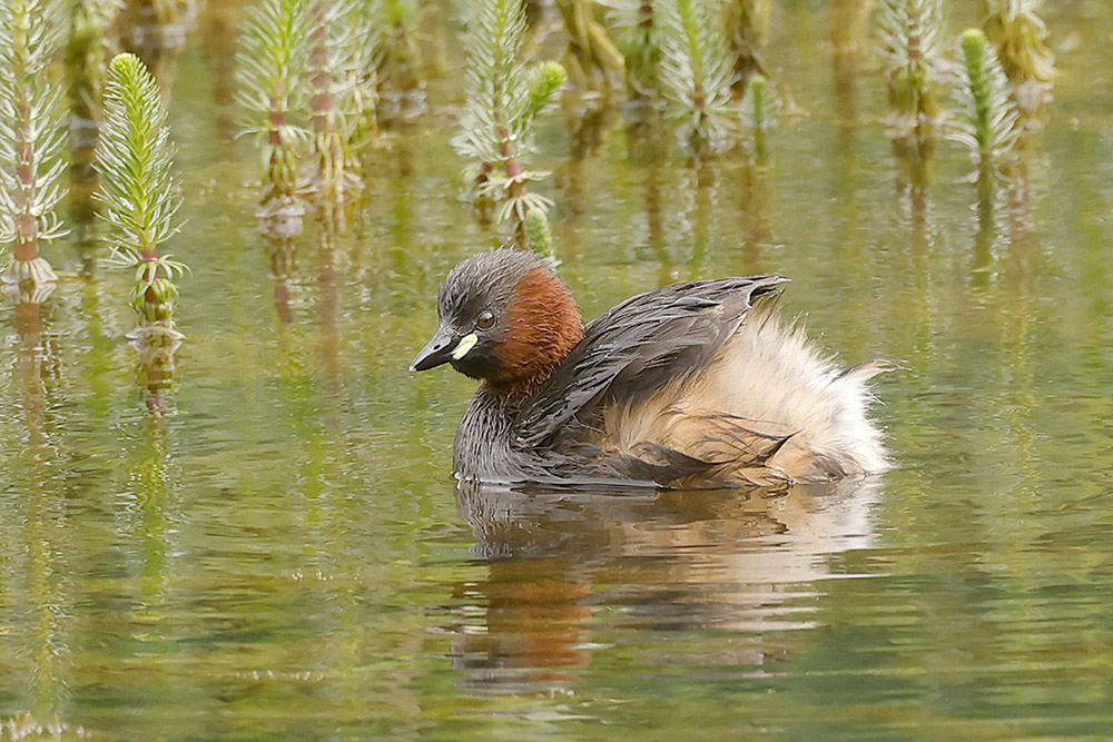 Little Grebe by Mick Dryden