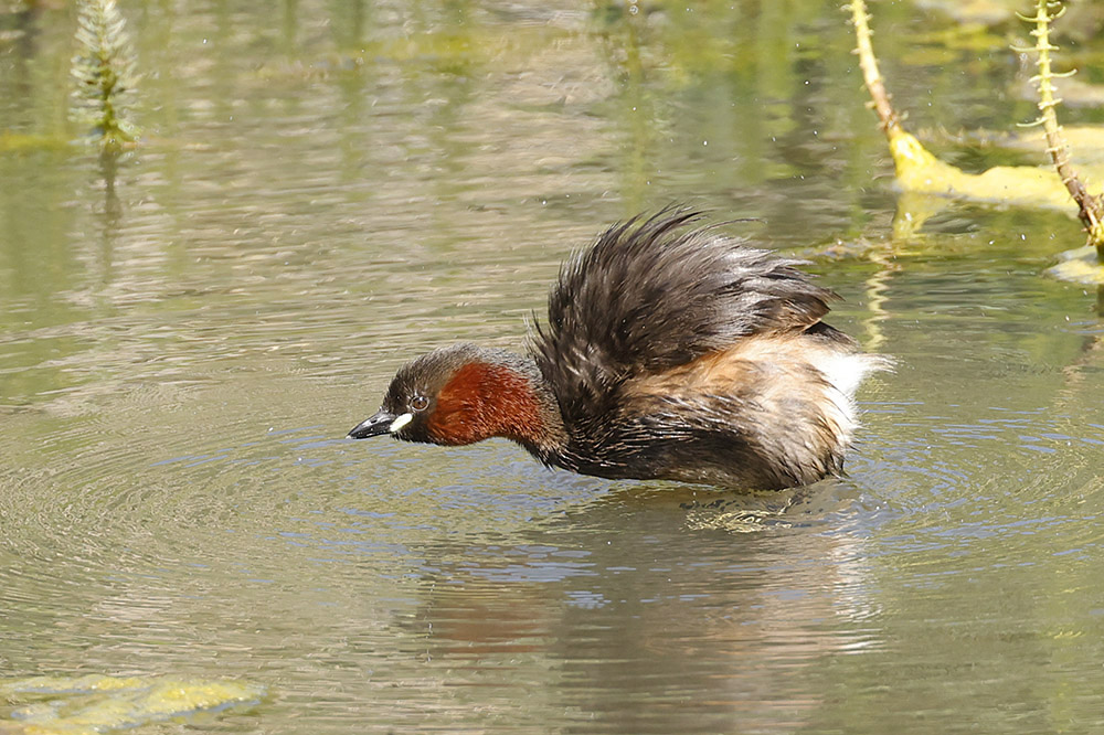 Little Grebe by Mick Dryden