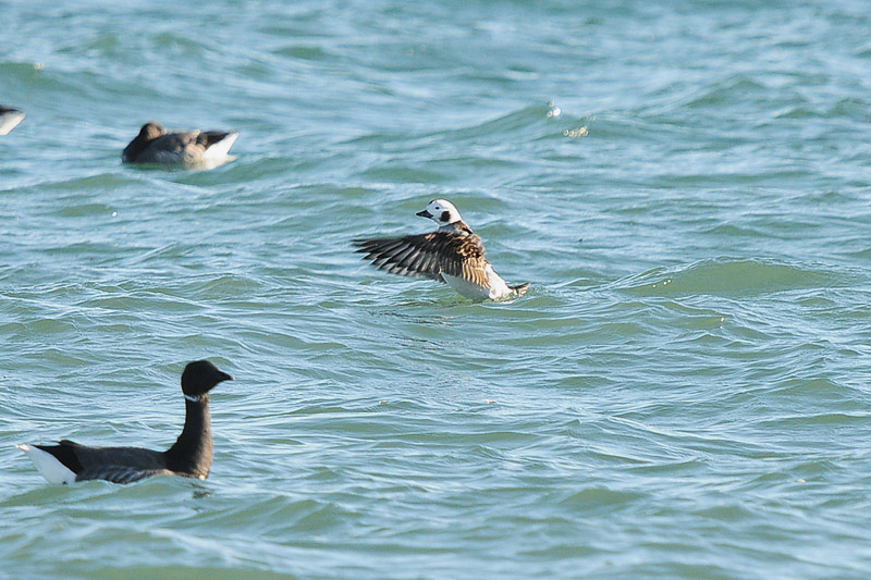 Long-tailed Duck by Romano da Costa