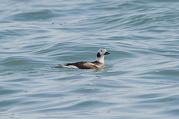 Long-tailed Duck by Romano da Costa