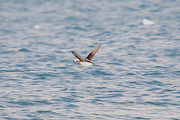 Long-tailed Duck by Romano da Costa