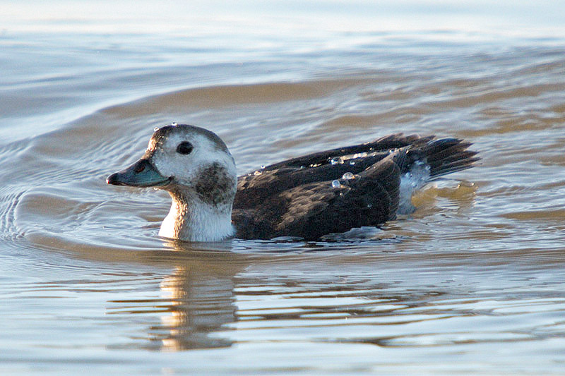 Long-tailed Duck by Romano da Costa