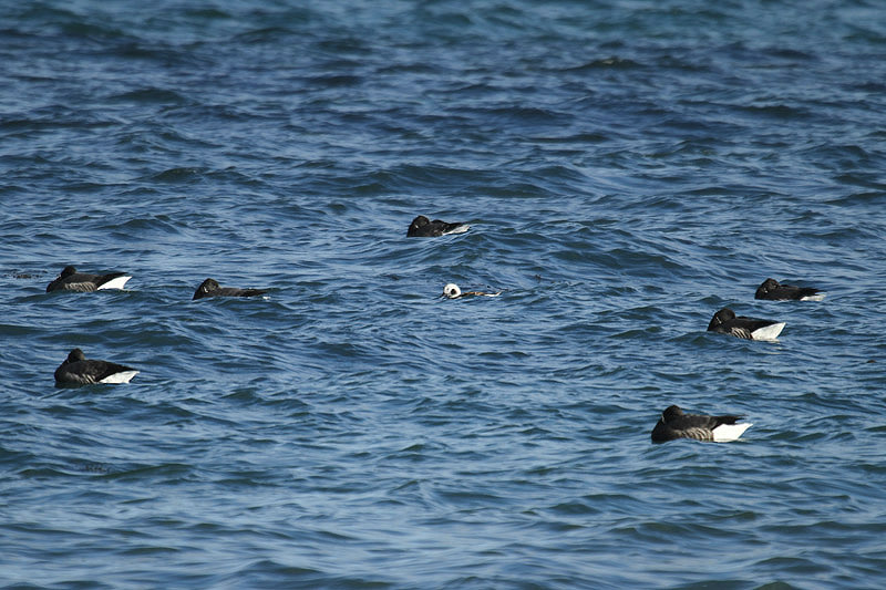 Long-tailed Duck by Mick Dryden