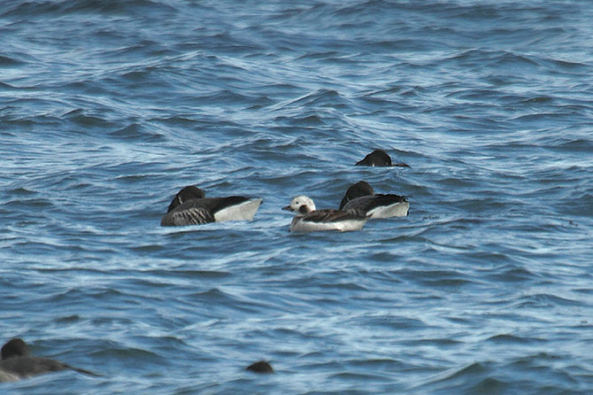 Long-tailed Duck by Mick Dryden