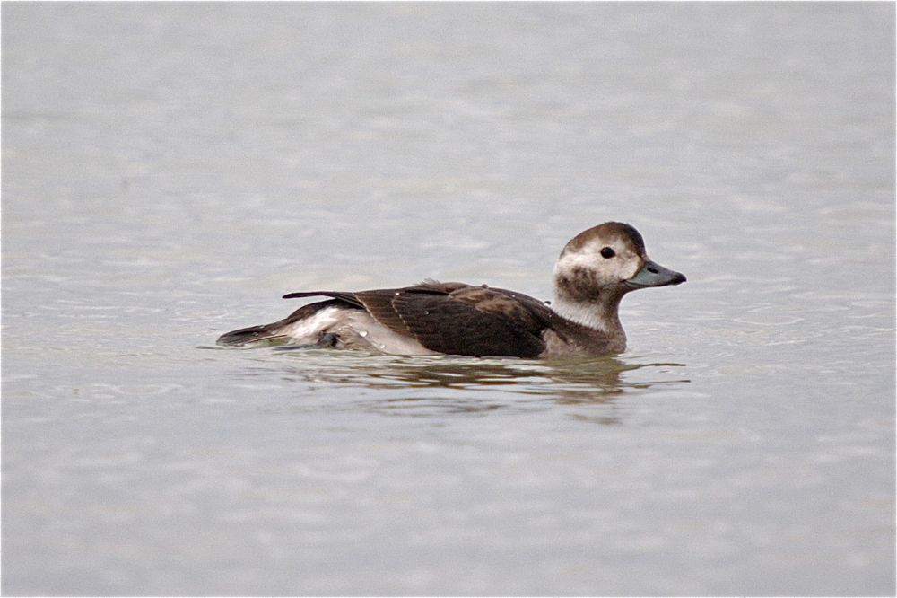 Long-tailed Duck by Romano da Costa