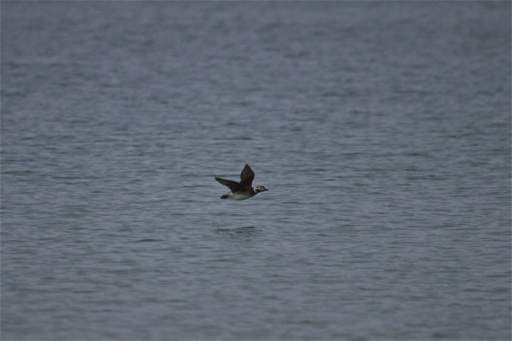 Long-tailed Duck by Tony Paintin
