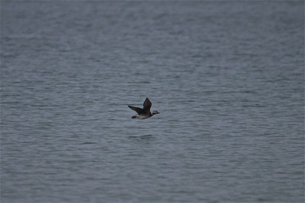 Long-tailed Duck by Tony Paintin