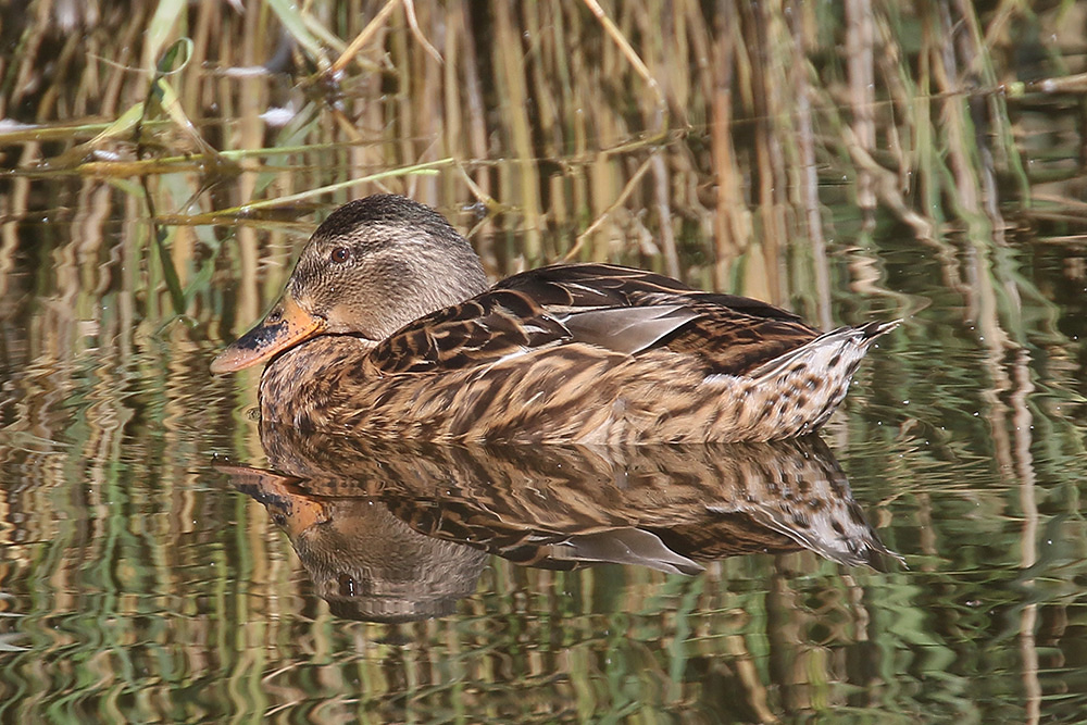 Mallard by Mick Dryden