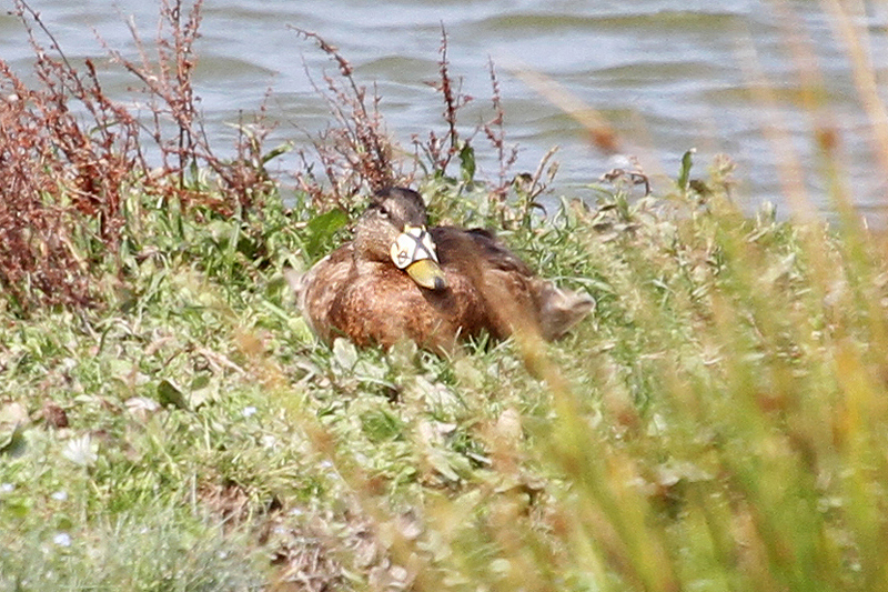 Mallard by Tim Ransom