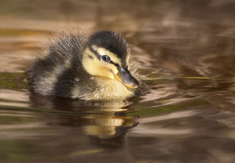 Mallard by Kris Bell