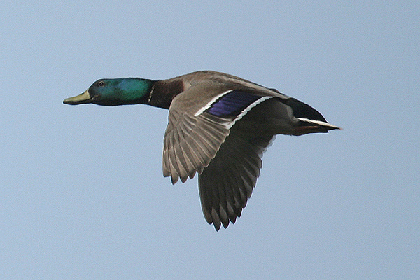 Mallard by Mick Dryden