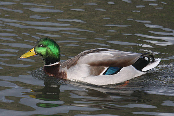 Mallard by Mick Dryden