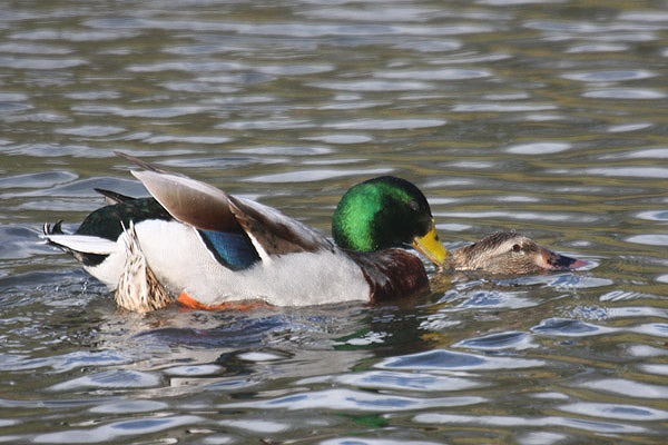 Mallards by Mick Dryden