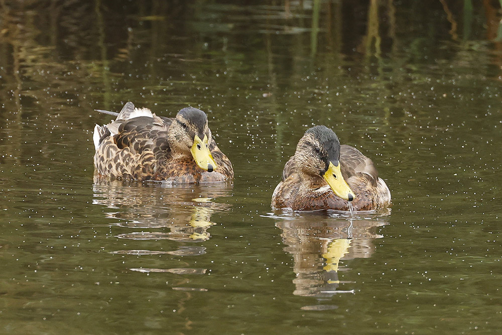 Mallard by Mick Dryden