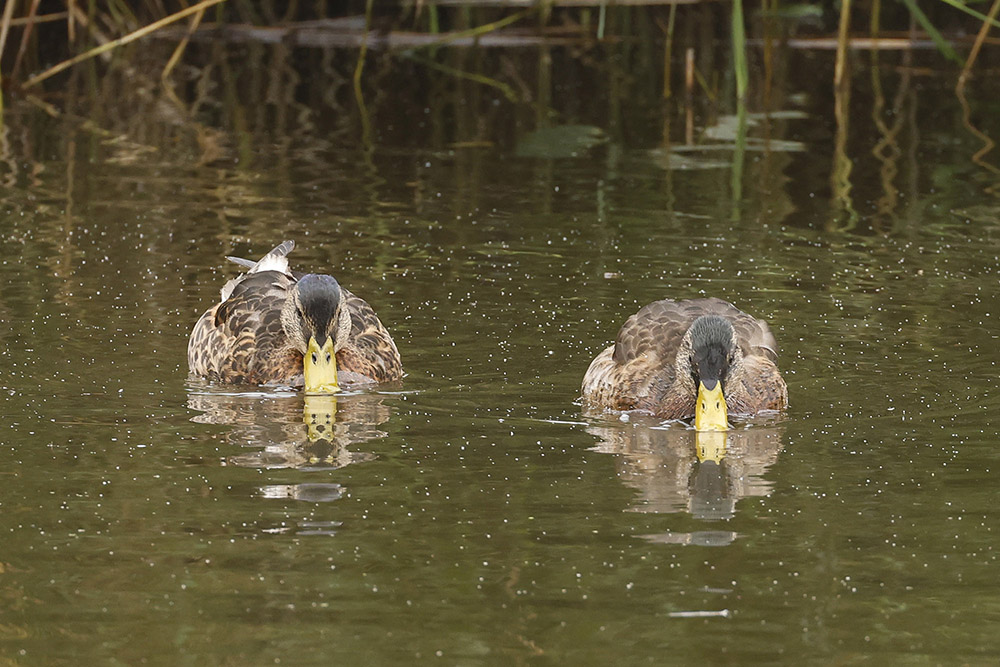 Mallard by Mick Dryden