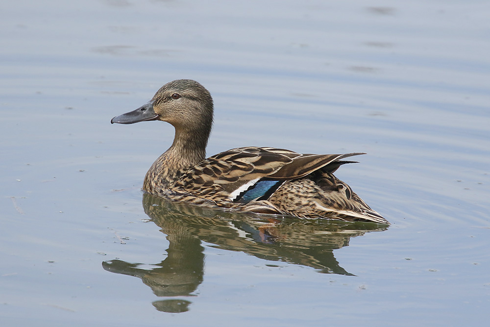 Mallard by Mick Dryden