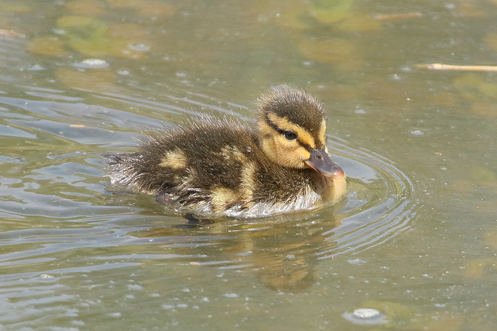 Mallard by Mick Dryden