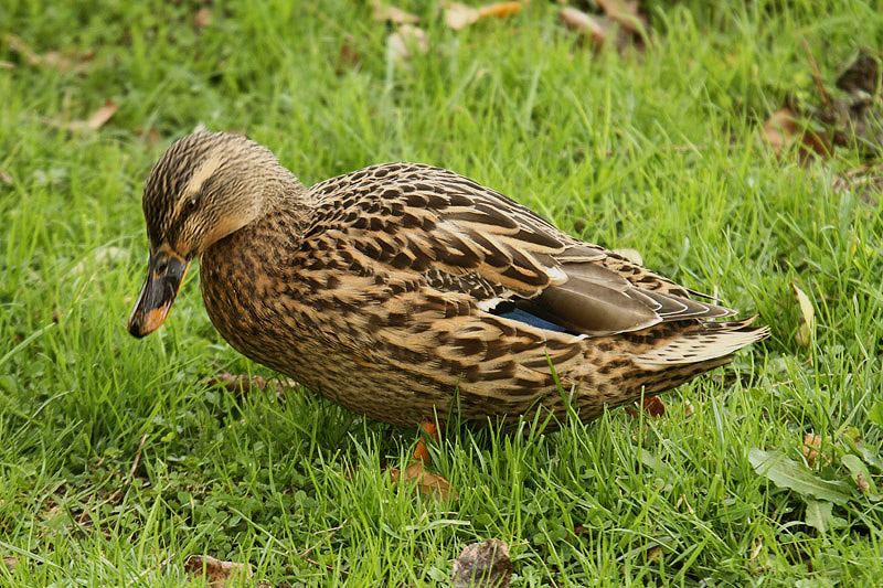 Mallard by Mick Dryden