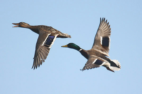 Mallards by Mick Dryden