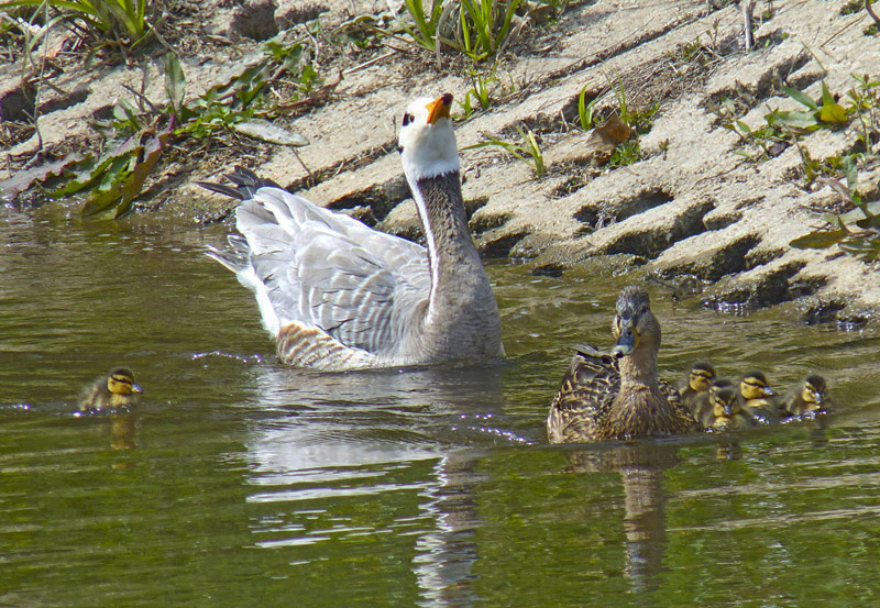 Mallards by Annie Queree