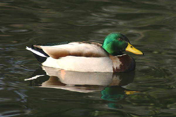 Mallard by Mick Dryden